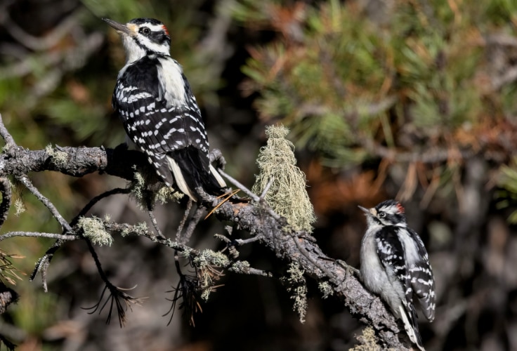 Male Hairy and Downy Woodpeckers