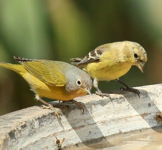 Male Nashville Warbler and female Lesser Goldfinch