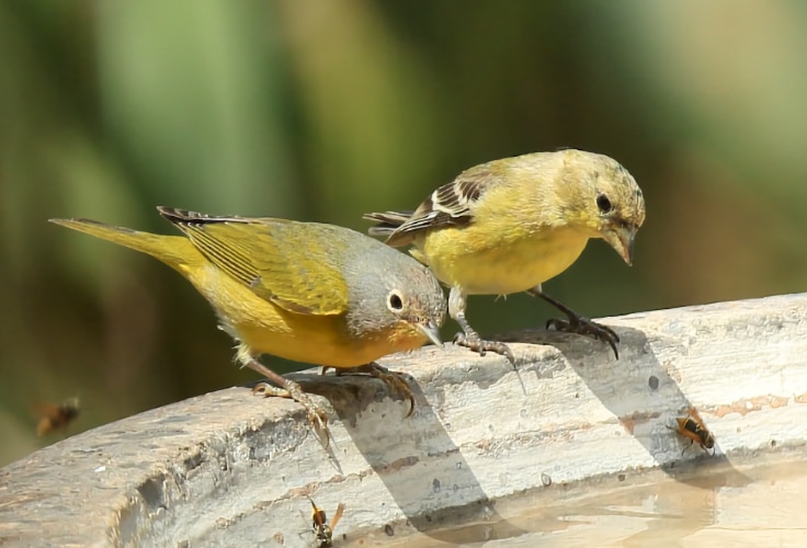 Male Nashville Warbler and female Lesser Goldfinch