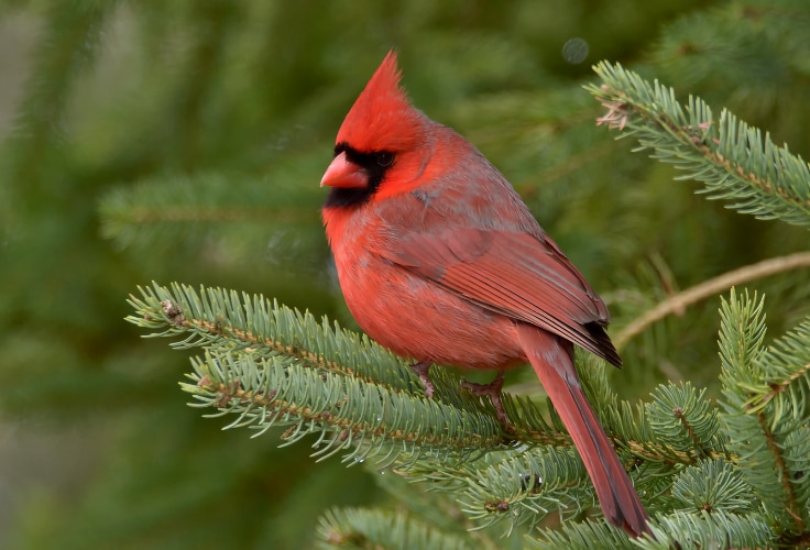 Male Northern Cardinal