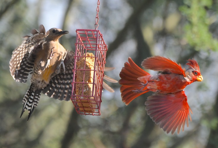 Male Pyrrhuloxia flushed from a feeder, appearing almost entirely red