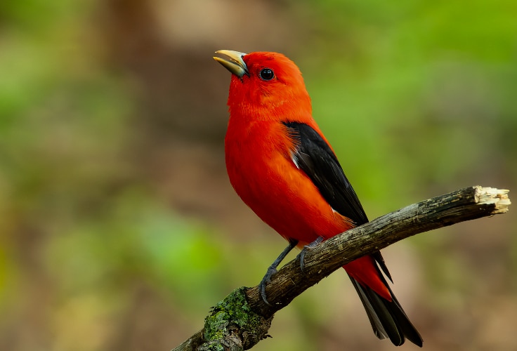 Male Scarlet Tanager