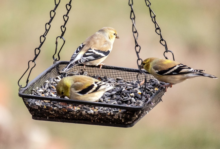 Non-breeding male American Goldfinches at a feeder