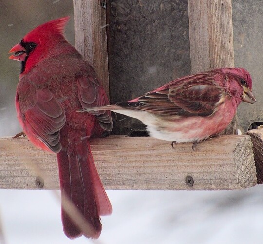 Northern Cardinal and Purple Finch at a feeder