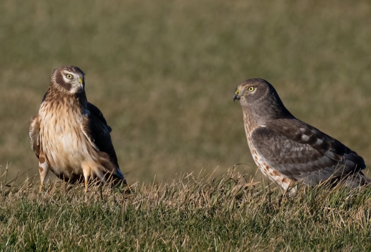 Northern Harrier pair