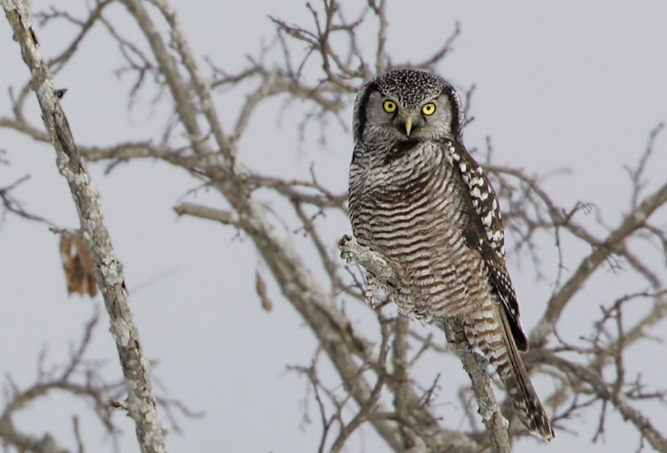 Northern Hawk-Owl in New Hampshire
