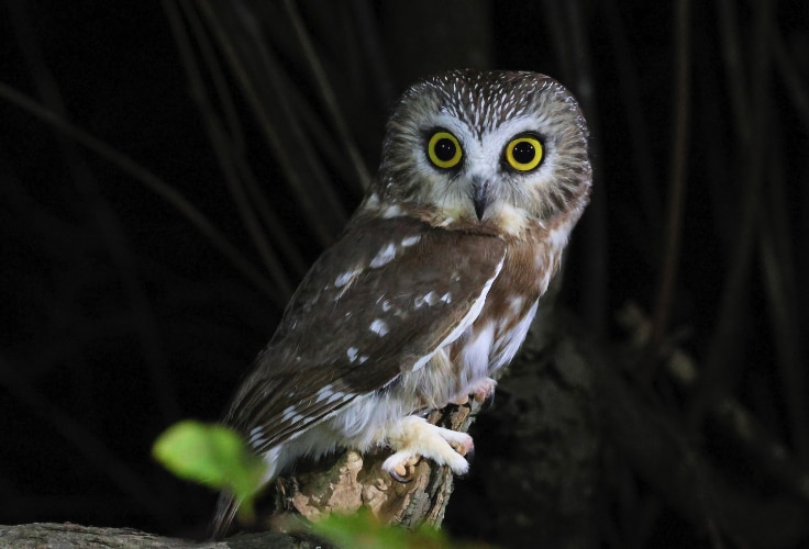 Northern Saw-Whet Owl in Rhode Island
