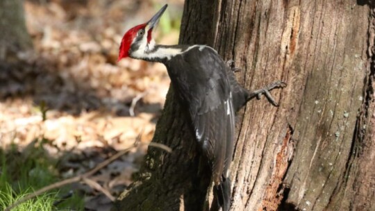 Pileated Woodpecker in Rhode Island
