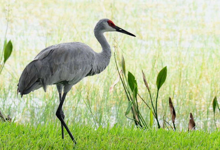 Sandhill Crane (Antigone canadensis)