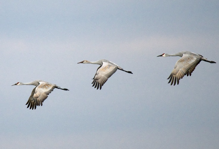Sandhill Cranes in flight