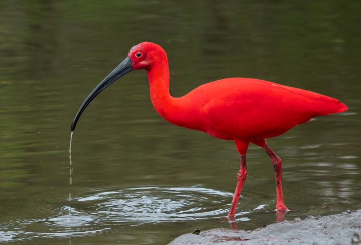 Scarlet Ibis (Eudocimus ruber)