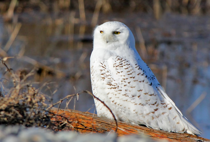 Snowy Owl in Rhode Island