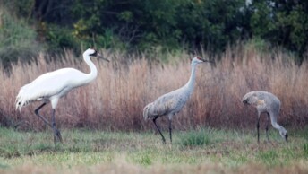 Whooping Crane foraging alongside Sandhill Cranes