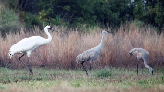 Whooping Crane foraging alongside Sandhill Cranes