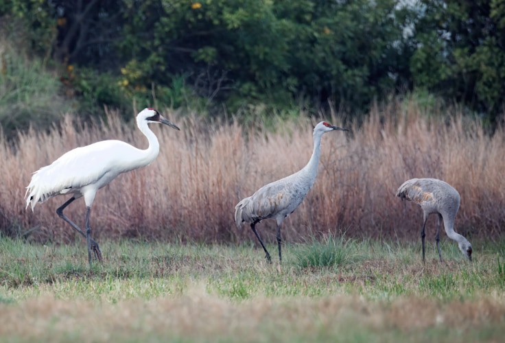 Whooping Crane foraging alongside Sandhill Cranes