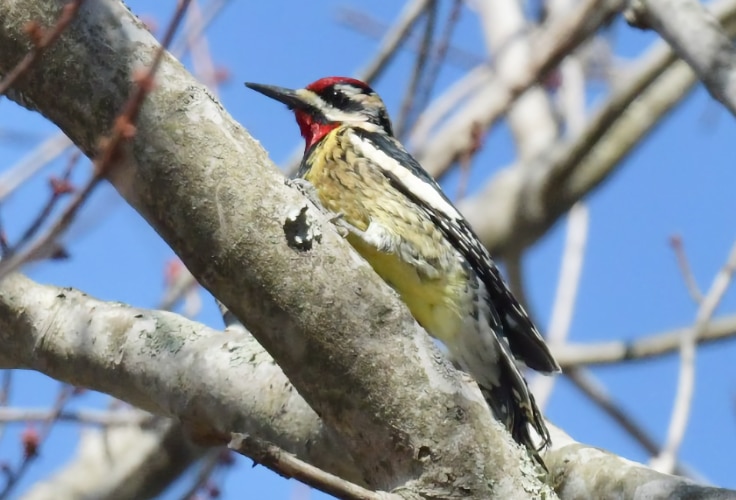 Yellow-bellied Sapsucker in Rhode Island