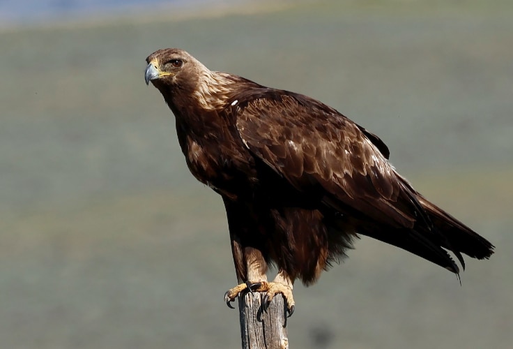 Adult Golden Eagle