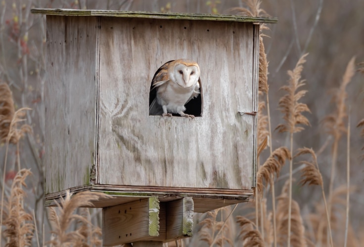 American Barn Owl peers out from a nest box