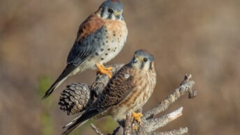 American Kestrel pair