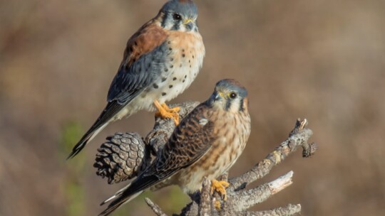 American Kestrel pair