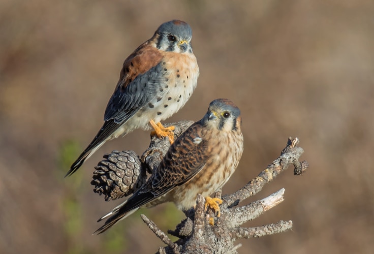American Kestrel pair
