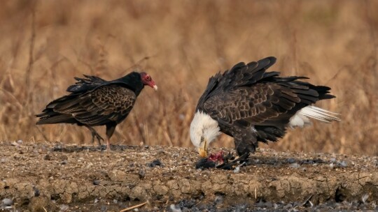 Bald Eagle and Turkey Vulture