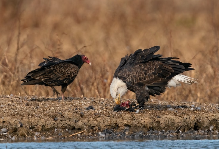 12 Birds of Prey in Michigan You’re Most Likely to See