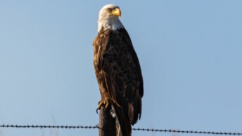 Bald Eagle in Nebraska