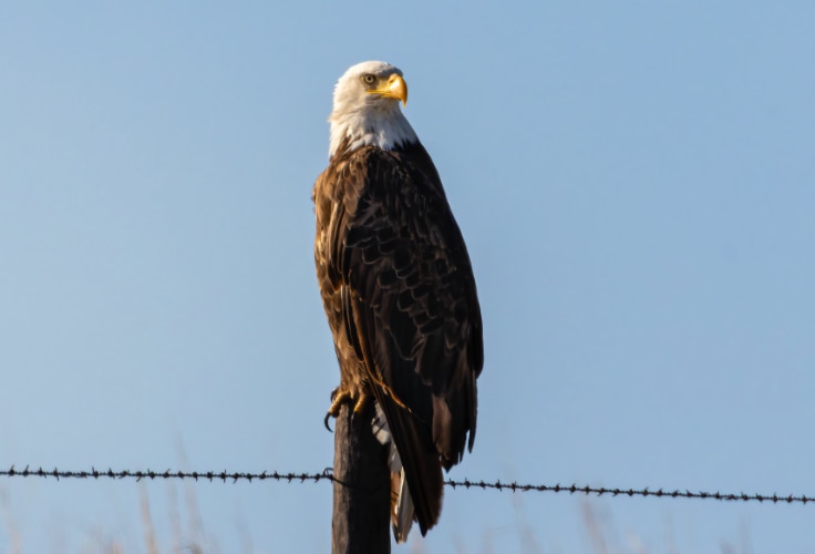 Eagles in Nebraska: Identification, Seasonality, and Key Locations