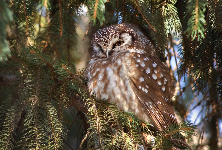 Boreal Owl in New York City