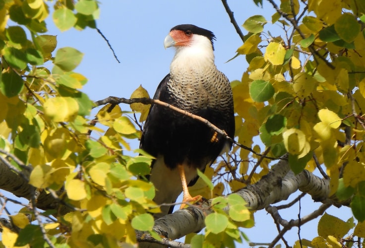 Crested Caracara in Ontario