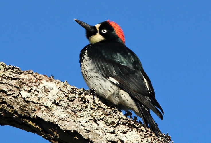 Female Acorn Woodpecker