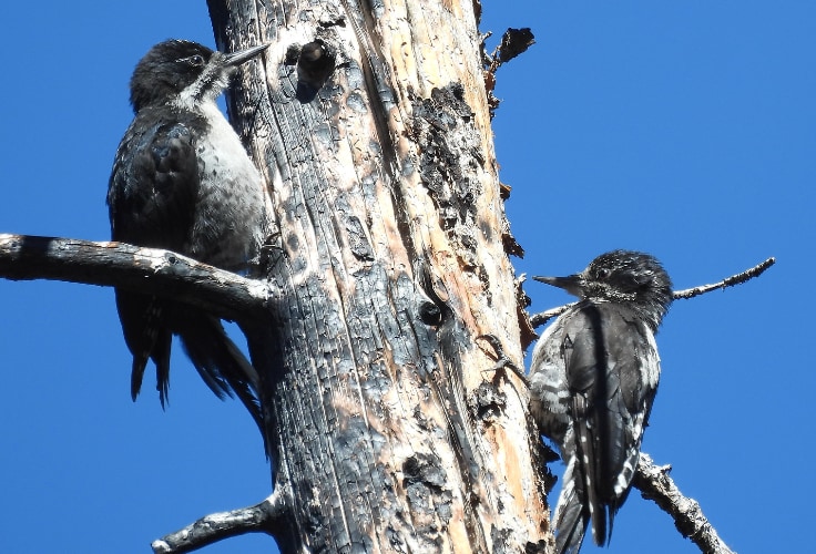 Female Black-backed and American Three-toed Woodpeckers