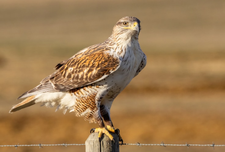 Ferruginous Hawk in Alberta