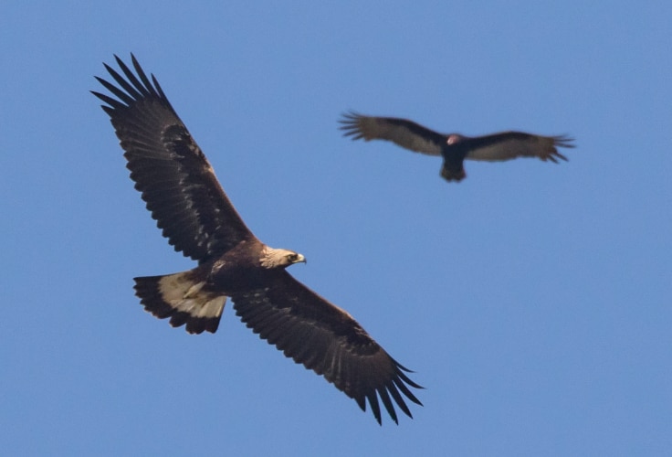 Immature Golden Eagle and Turkey Vulture in flight