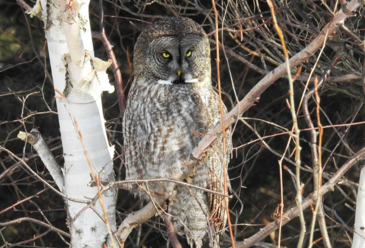 Great Gray Owl in New York