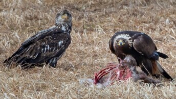 Immature Bald Eagle and Golden Eagle at a carcass