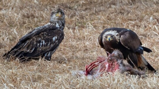 Immature Bald Eagle and Golden Eagle at a carcass
