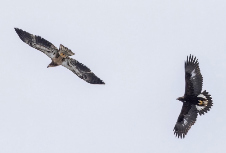 Immature Bald Eagle and Golden Eagle in flight