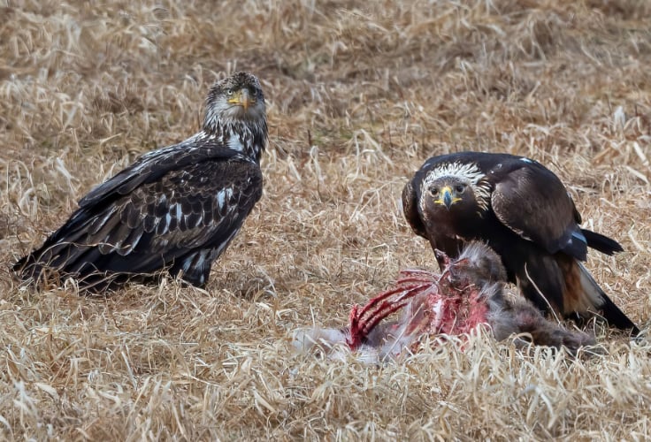 Immature Bald Eagle and Golden Eagle at a carcass