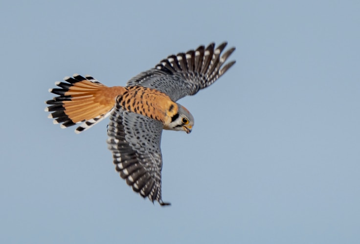 Male American Kestrel in flight