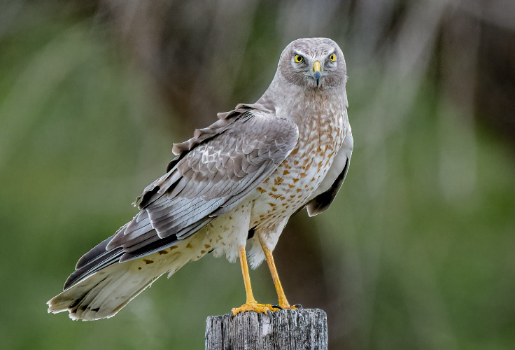 Northern Harrier (Circus hudsonius)