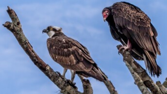 Osprey and Turkey Vulture