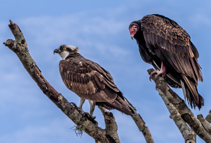 14 Birds of Prey in Florida You’re Most Likely to See
