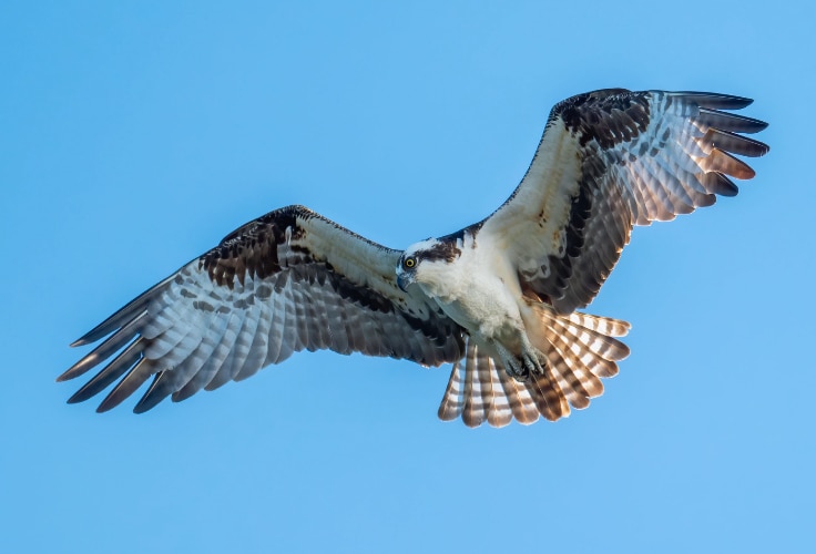 Osprey in flight