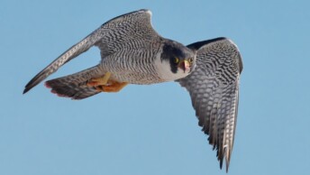 Peregrine Falcon in flight over Ontario