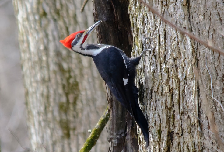 Pileated Woodpecker in Illinois
