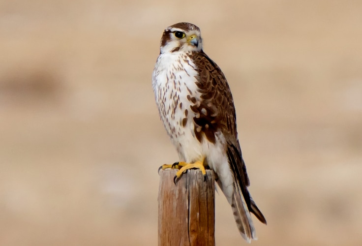 Prairie Falcon (Falco mexicanus)