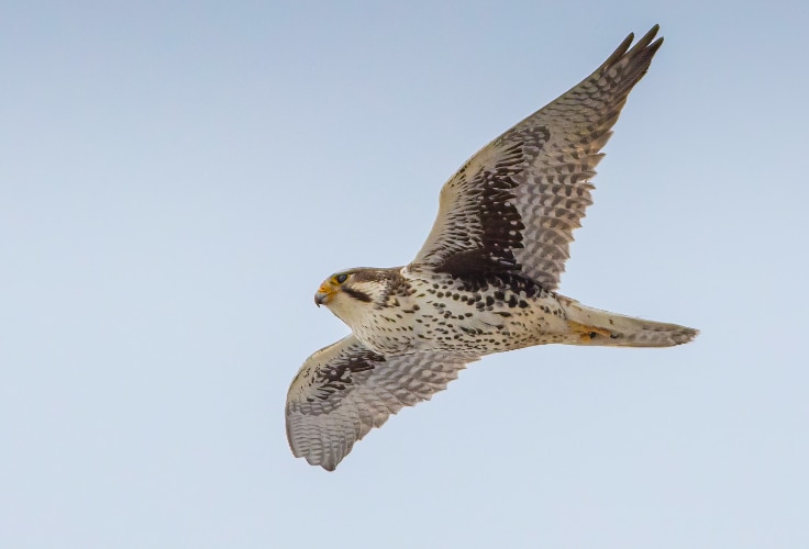 Prairie Falcon in flight
