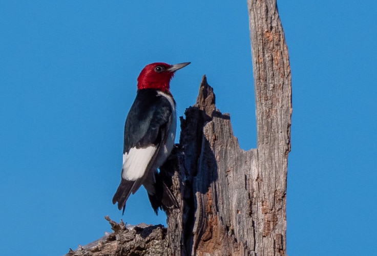 Red-headed Woodpecker in British Columbia